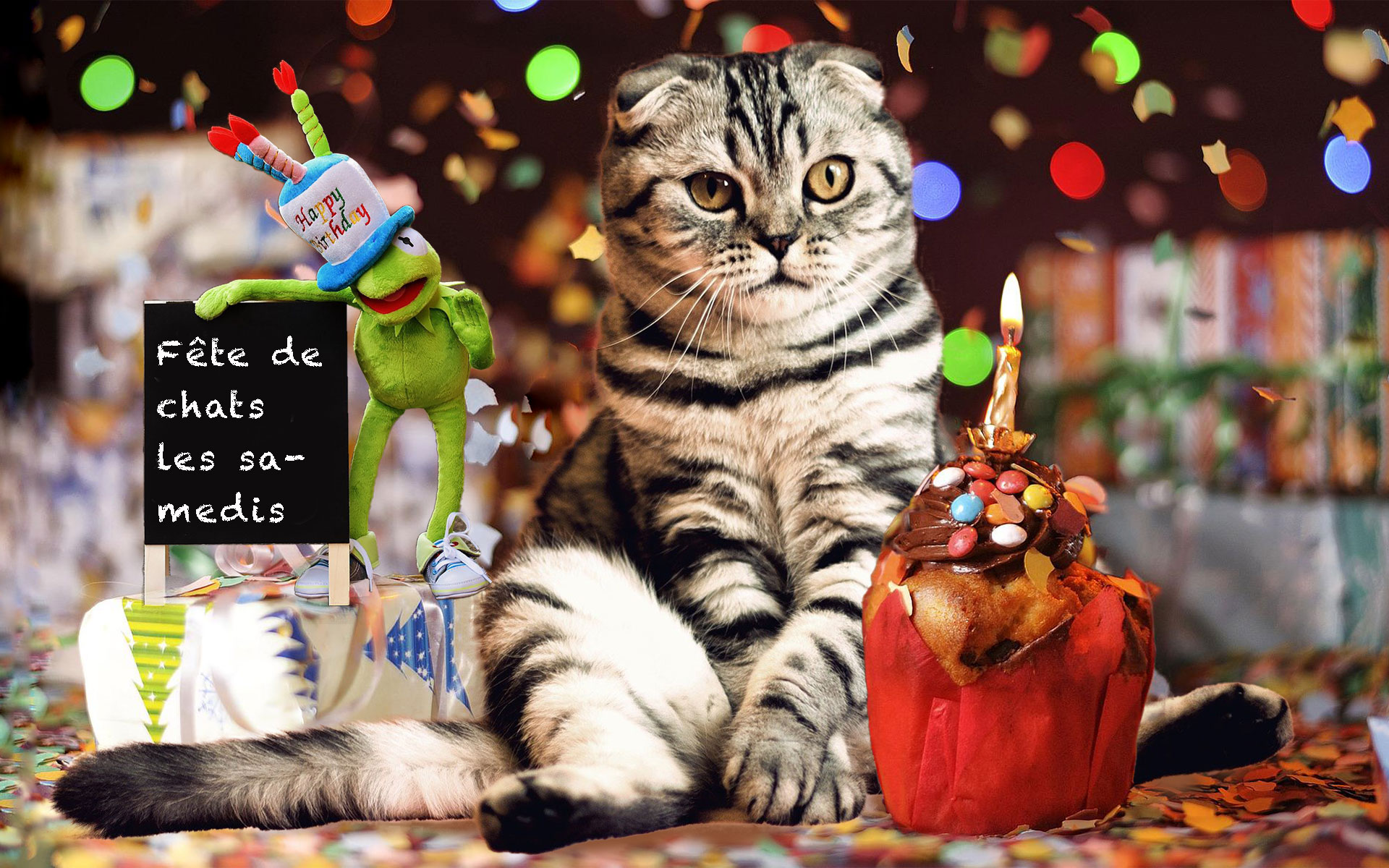 portfolio, un design graphique pour une gardienne de chat